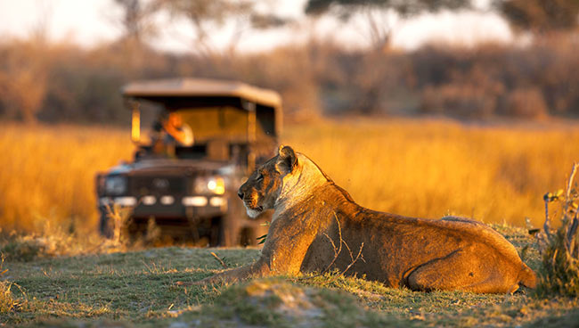 Observation d'une lionne au Botswana @Sous l'Acacia