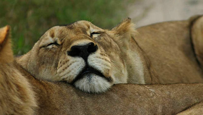 Repos pour une lionne dans le Parc National de Chobe @Sous l'Acacia