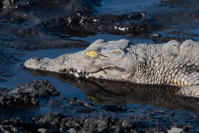Crocodile du Nil toujours aux aguêts @Sous l'Acacia