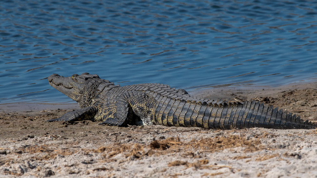 Crocodile du Nil au lac Turkana @Sous l'Acacia
