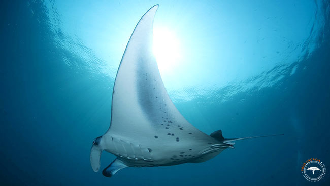 Rencontre avec une raie manta au Mozambique en Afrique @Sous l'Acacia