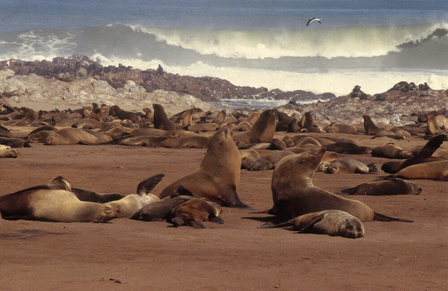 Groupe d'otaries en Namibie @Sous l'Acacia