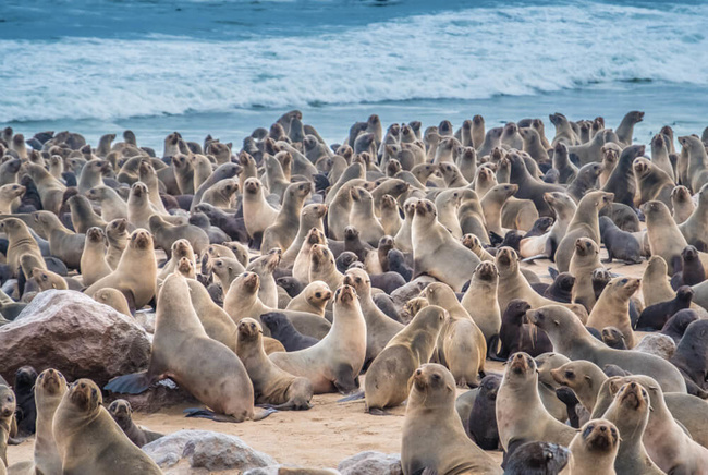 Colonie d'otaries au Cape Cross