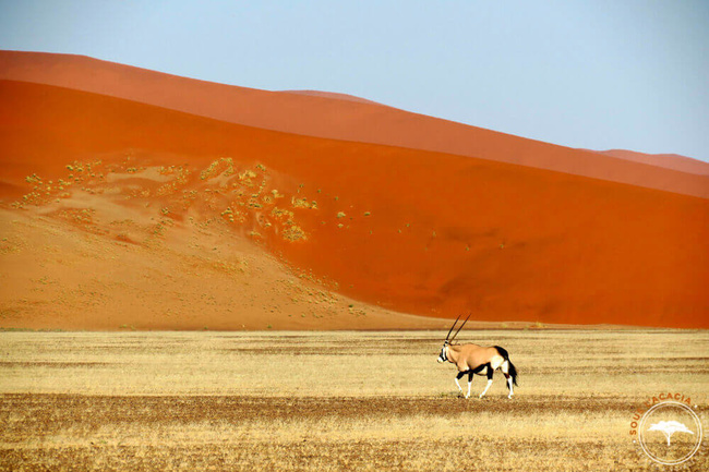 Une oryx au milieu du désert du Namib @Sous l'Acacia