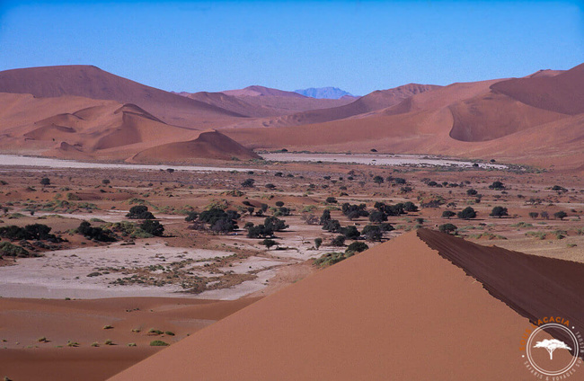 Dune du désert du Namib @Sous l'Acacia