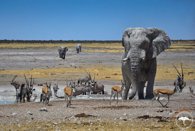 Elephants et oryx dans le parc national d'Etosha @Sous l'Acacia