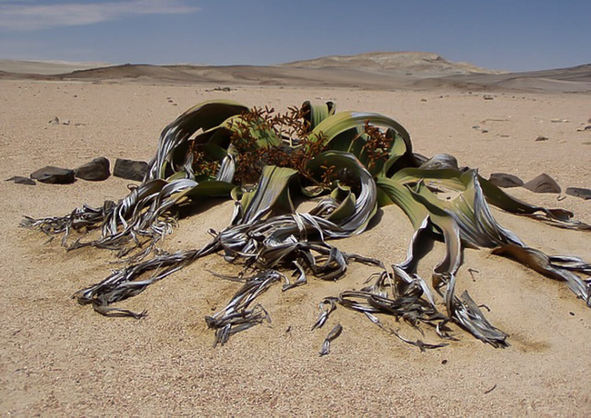 Welwitschia Mirabilis @Sous l'Acacia