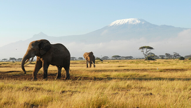 La plaine tanzanienne surplombé par le volcan Kibo @Sous l'Acacia