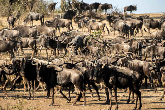 La migration des gnous @Sous l'Acacia