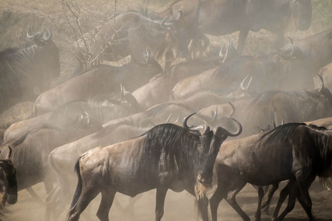 Migration dans le Serengeti @Sous l'Acacia