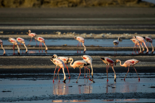 Flamants sur le lac Natron @Sous l'Acacia