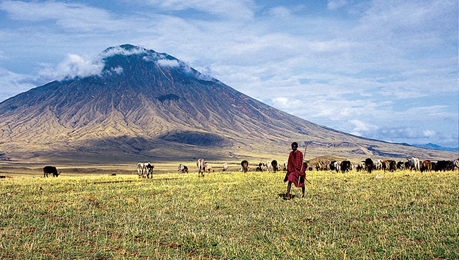 Un Maasaï et son troupeau en Tanzanie @Sous l'Acacia