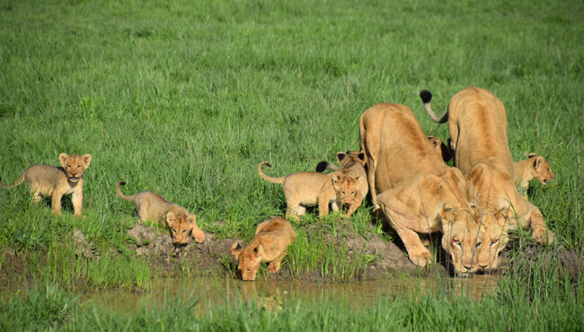 Famille de lions s'abreuvant dans la rivière Lufupa @Sous l'Acacia