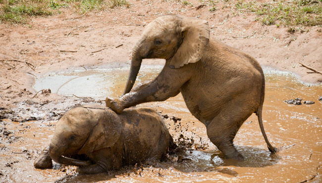 Éléphanteaux jouant dans le Parc National de South Luangwa @Sous l'Acacia