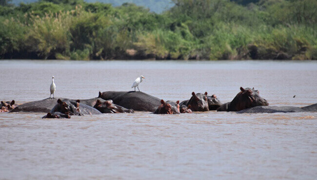 Hippopotames dans le fleuve du Zambèze @Sous l'Acacia