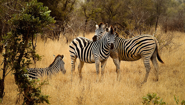 Petit groupe de zèbres dans le Parc National Lower Zambezi @Sous l'Acacia