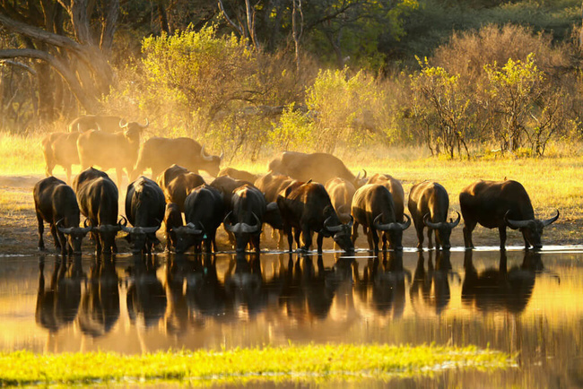 Buffles dans le Hwange @Sous l'Acacia