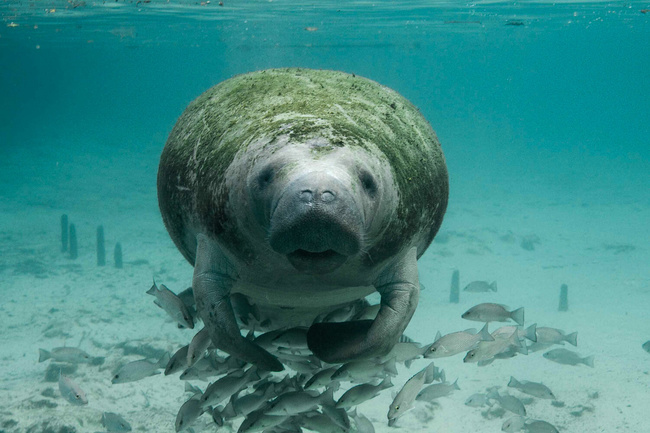 Dugong dans les eaux du Mozambique @Sous l'Acacia