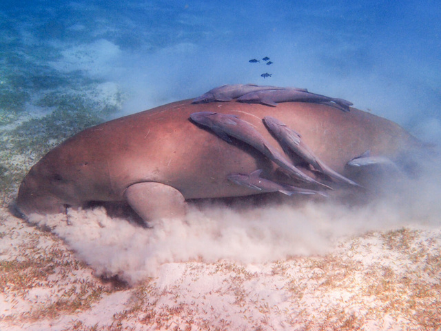 Dugong broutant les fonds marins du Mozambique @Sous l'Acacia