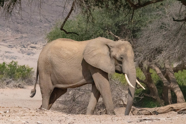Éléphant du désert dans l'Hoanib ©Sous l'Acacia