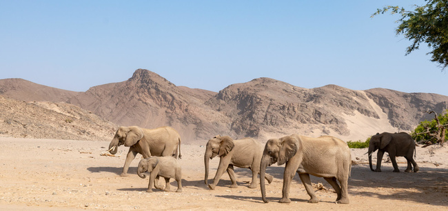 Troupe d'éléphants du désert ©Sous l'Acacia