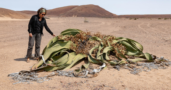 Grandeur d'une welwitschia Sous l'Acacia