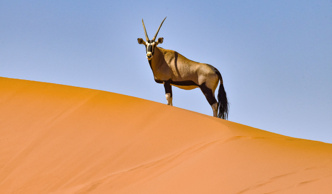Oryx sur une crête de dune dans le Namib ©Sous l'Acacia