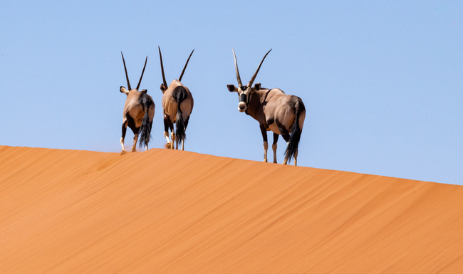 Oryx sur une crête de dunes à Sossisvlei ©Sous l'Acacia