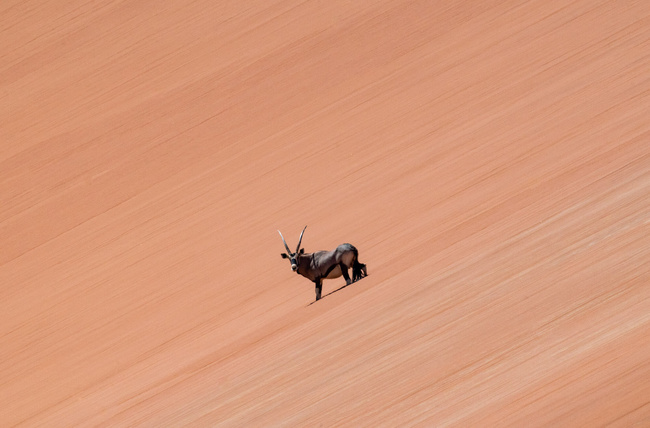 Oryx dans les dunes du Namib ©Sous l'Acacia
