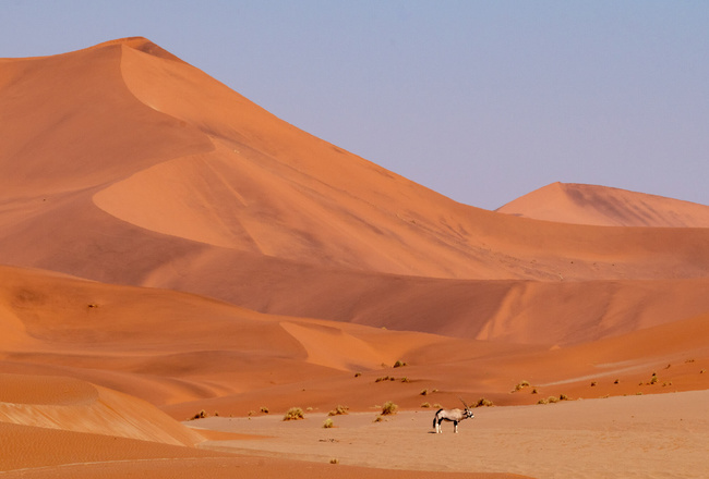 Oryx dans le désert du Namib ©Sous l'Acacia