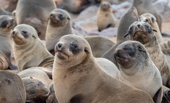 Groupe d'otaries à Cape Croos ©Sous l'Acacia