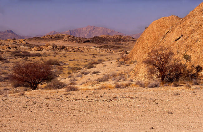 Commiphore dans le Kaokoland ©Sous l'Acacia