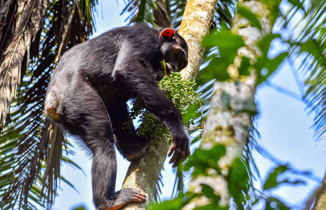 Chimpanzé ©Sous l'Acacia