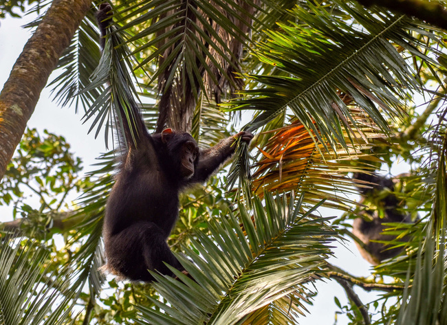 Balançoire pour chimpanzé ©Sous l'Acacia