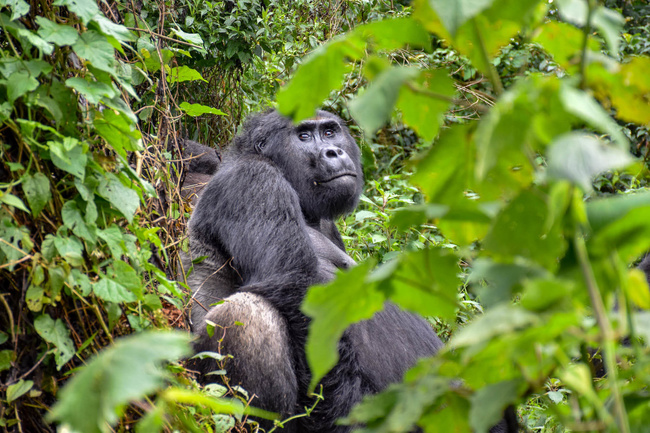 Gorille mâle ©Sous l'Acacia
