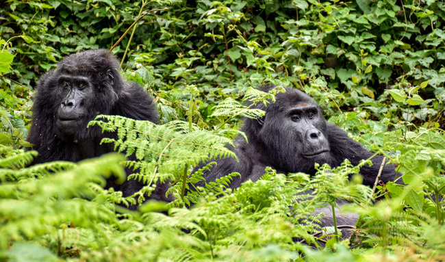 Couple de gorilles ©Sous l'Acacia