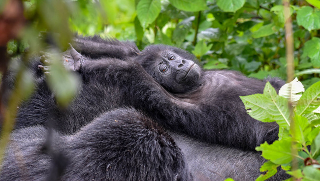 Jeune gorille ©Sous l'Acacia