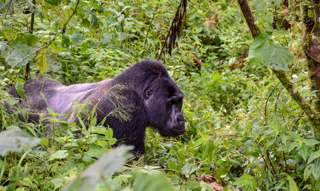 Dos argenté ©Sous l'Acacia