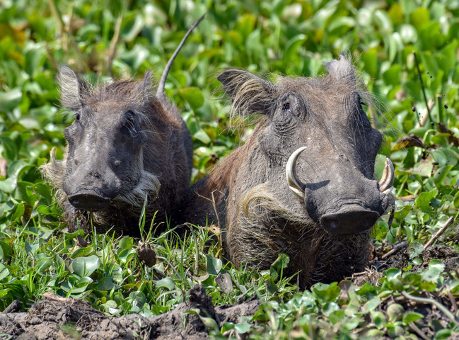 Phacochères, Murchison Falls ©Sous l'Acacia