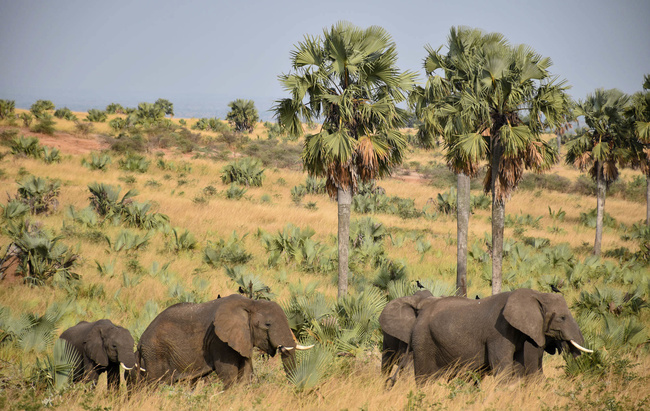 Éléphants au milieu des palmiers de Borassus ©Sous l'Acacia