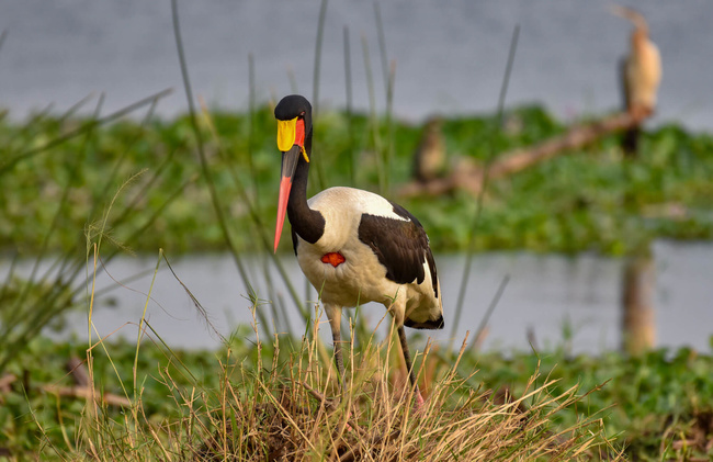 Jabiru ©Sous l'Acacia