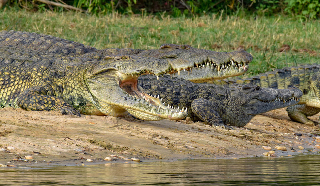 Crocodiles de Nil ©Sous l'Acacia
