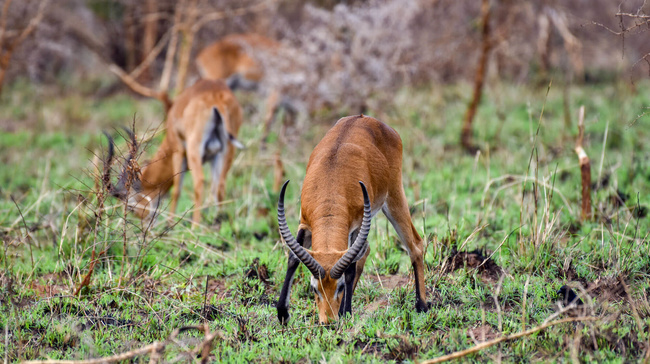 Ouganda kobs à Murchison Falls ©Sous l'Acacia