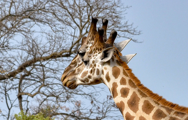 Girafes à Murchison Falls ©Sous l'Acacia