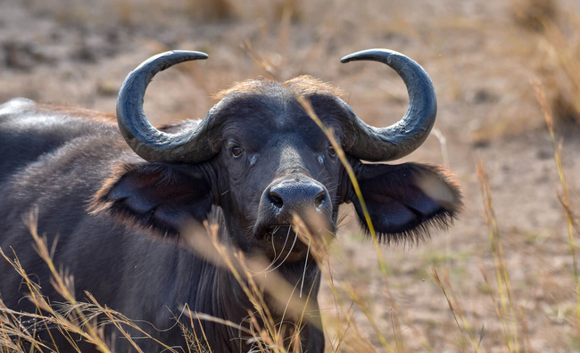 Buffle à Murchion Falls ©Sous l'Acacia