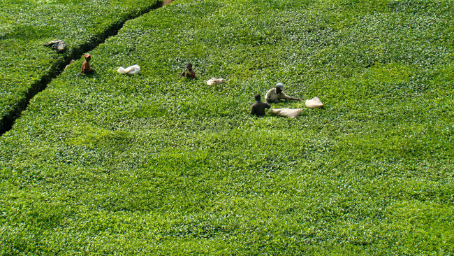 Champs de thé ©Sous l'Acacia