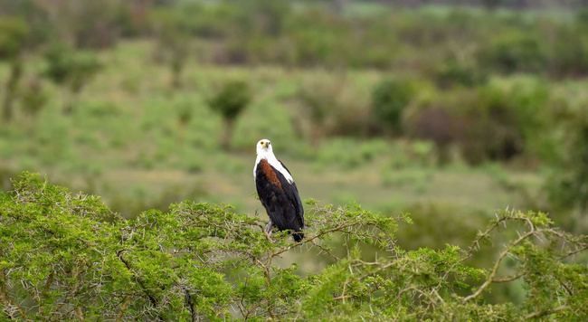 Aigle pêcheur ©Sous l'Acacia