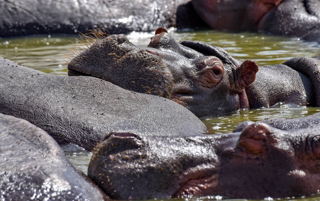 Hippo ©Sous l'Acacia