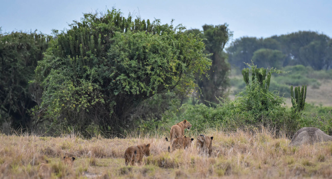 Lionnes ©Sous l'Acacia
