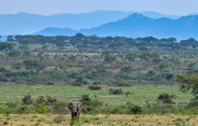 Payasage de Queen Elisabeth ©Sous l'acacia